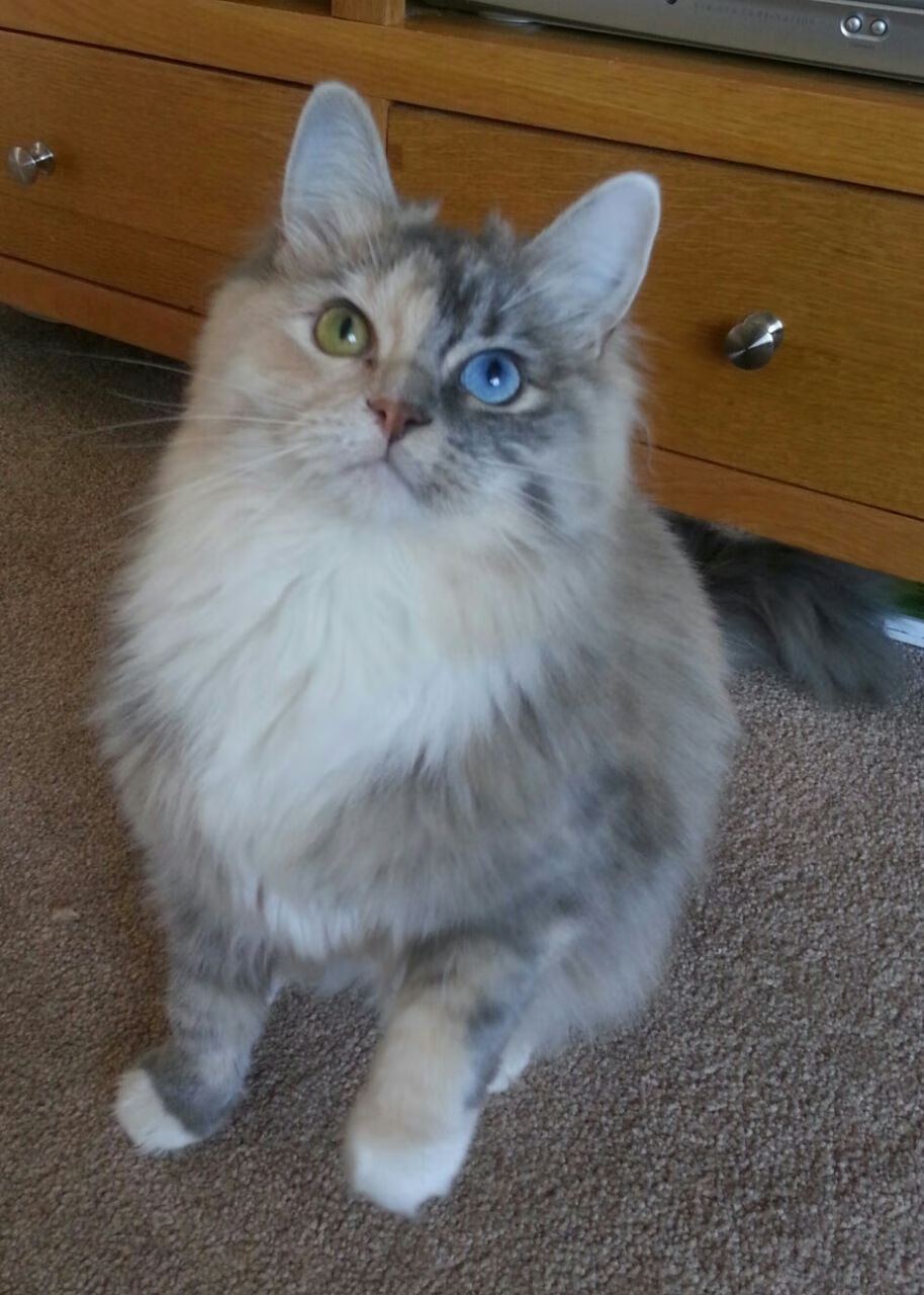 范弗利特掌控全局，广东队战术智慧力克国王队